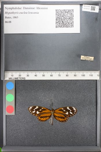 Media type: image;   Entomology 106157